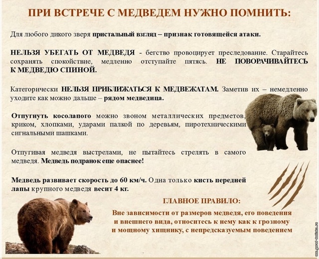 Остерегайтесь медведя!.